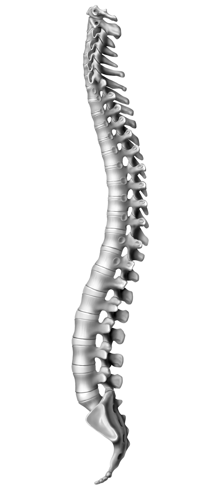 Anatomy
