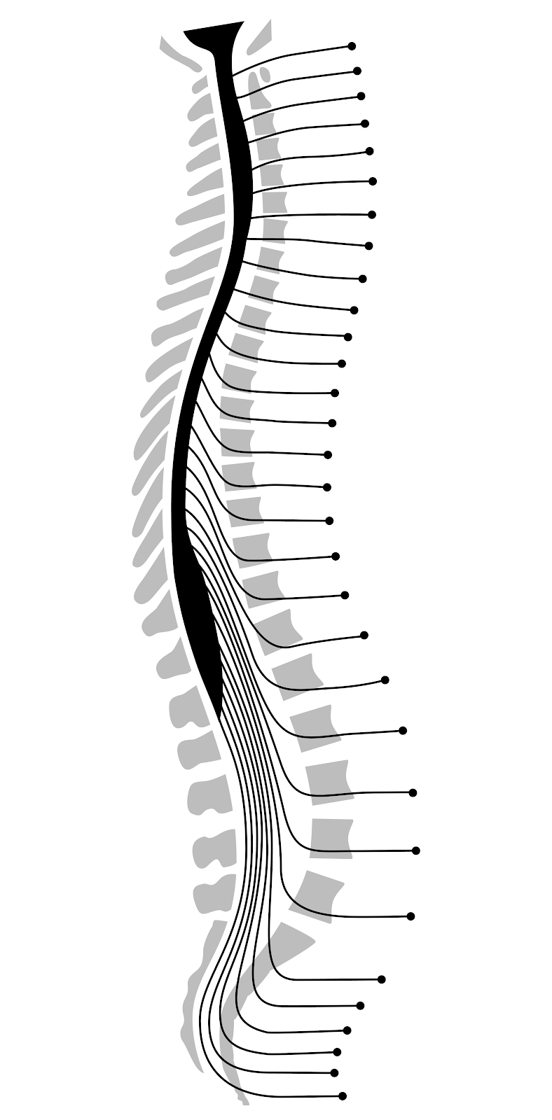 Anatomy