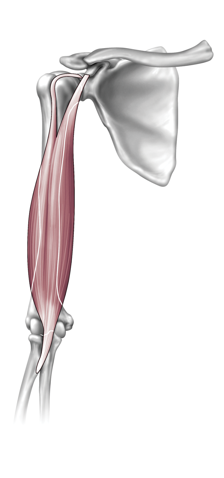 Anatomy