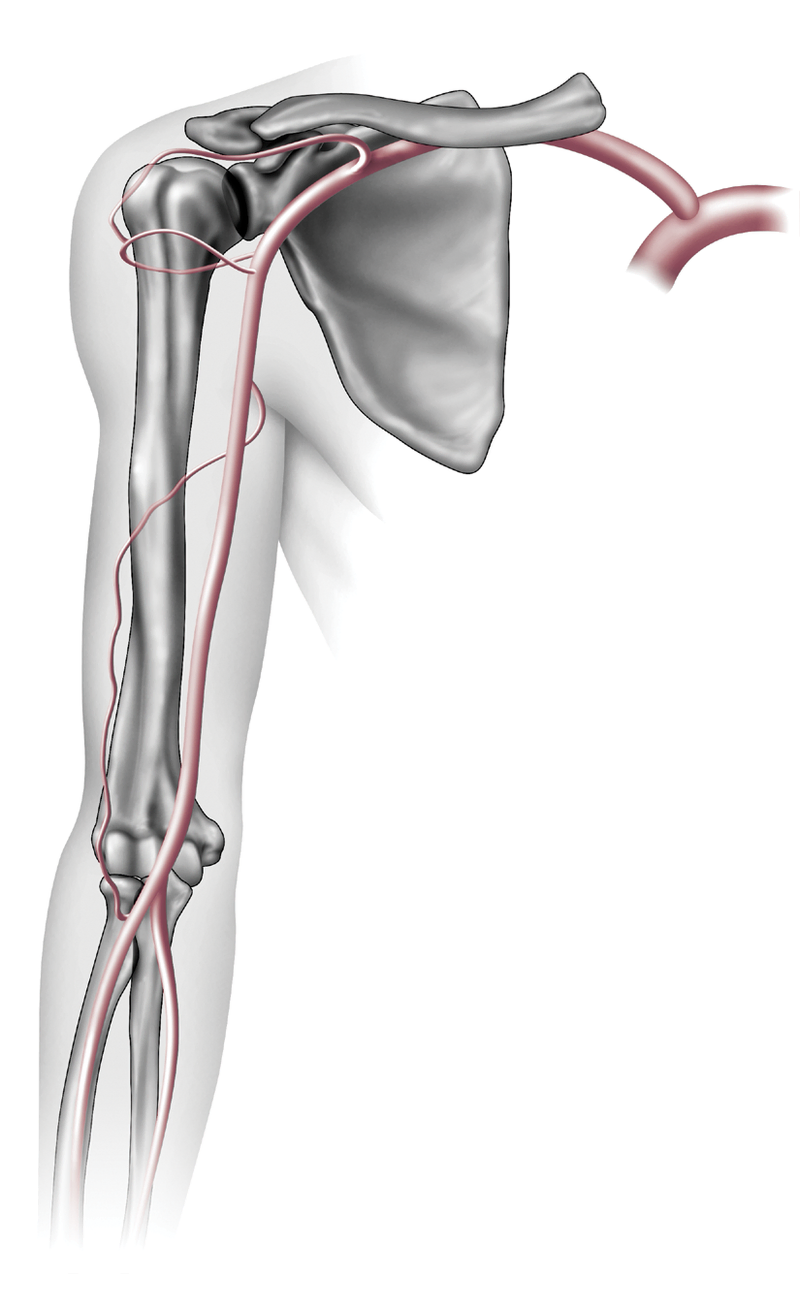 Anatomy