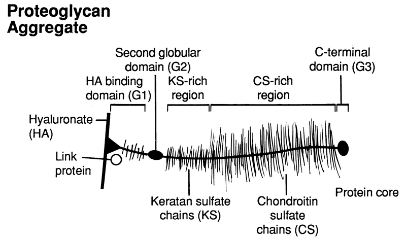 Articular Cartilage
