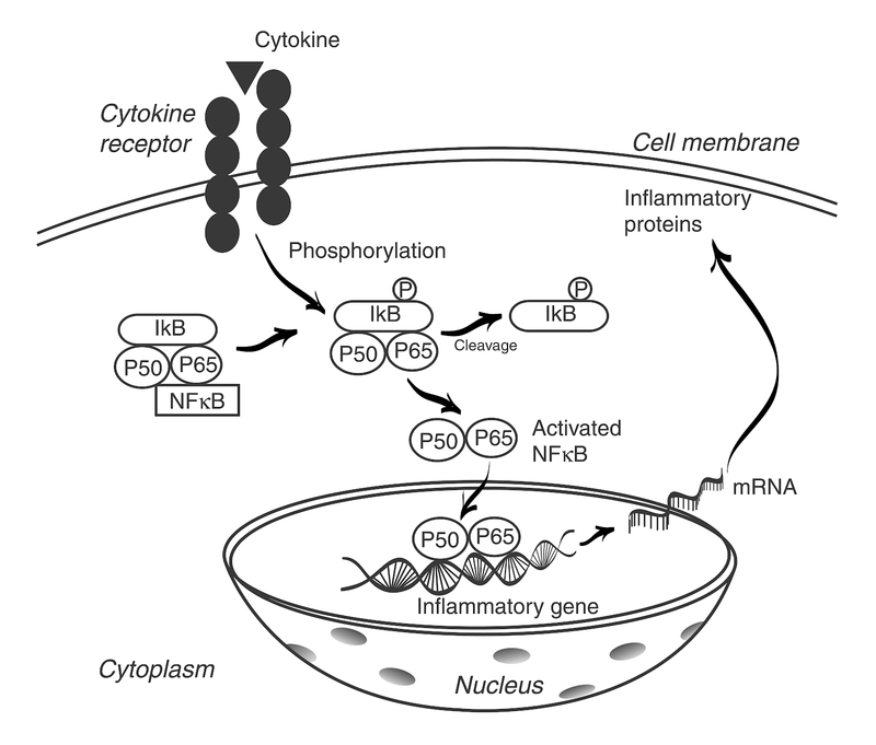 Inflammation