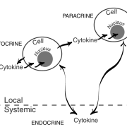 inflammation