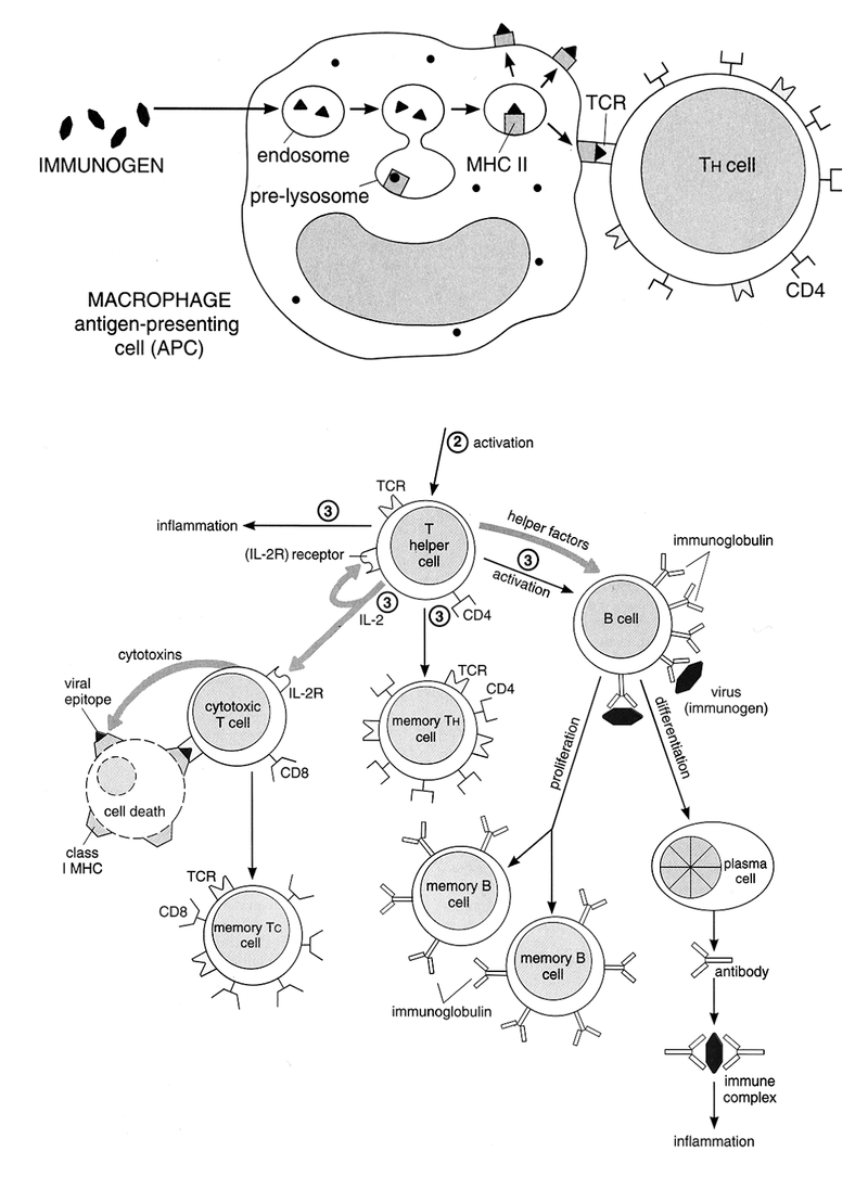 Inflammation