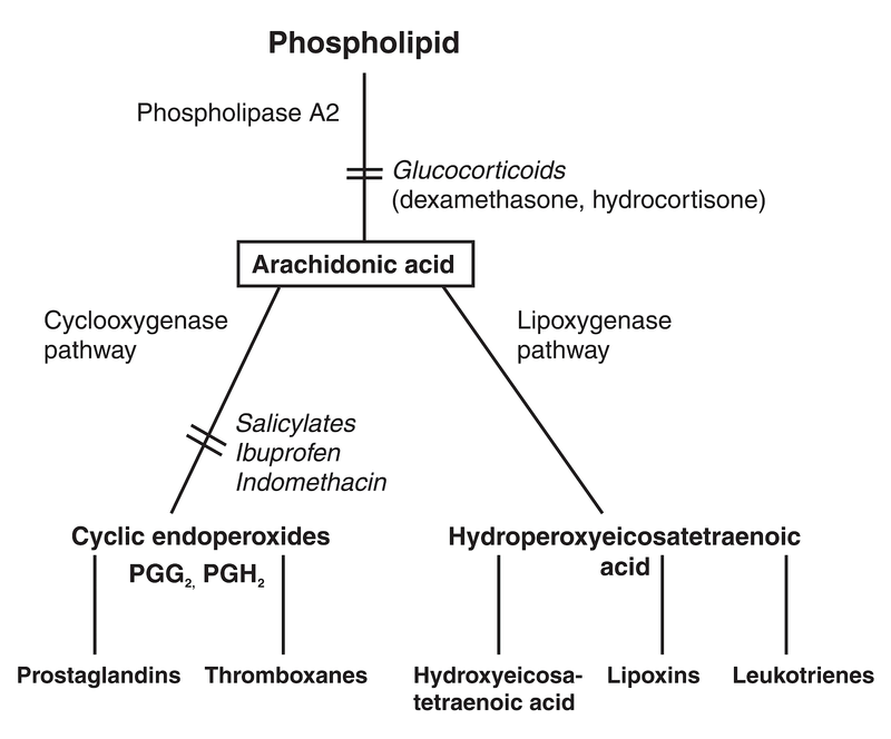 Inflammation