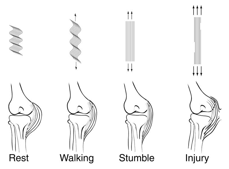 Ligaments