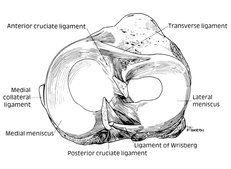 Meniscus and Intervertebral Disks