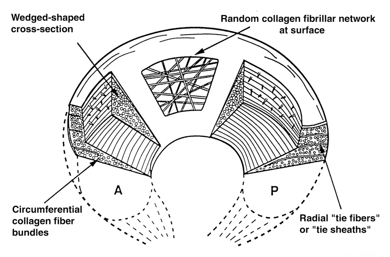 Meniscus and Intervertebral Disks