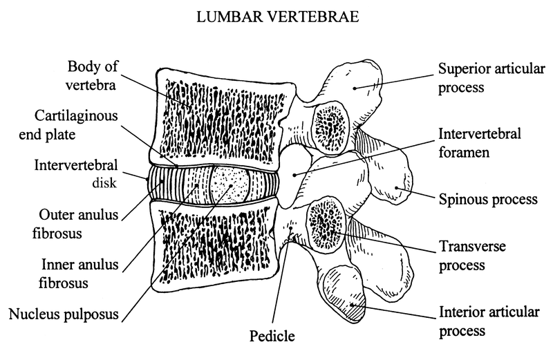 Meniscus and Intervertebral Disks