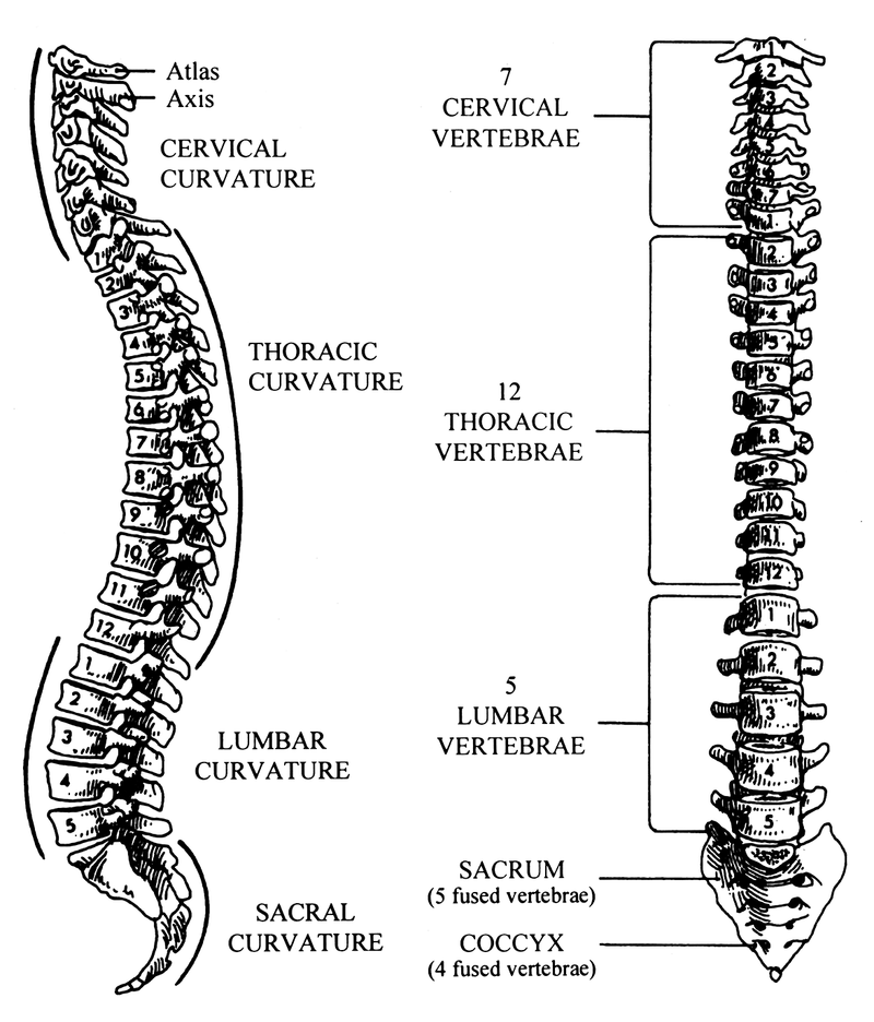 Meniscus and Intervertebral Disks