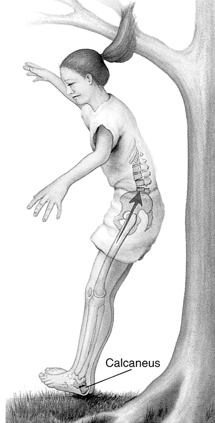 Musculoskeletal Emergencies