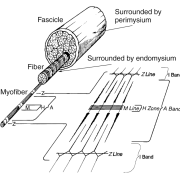 skeletal-muscle