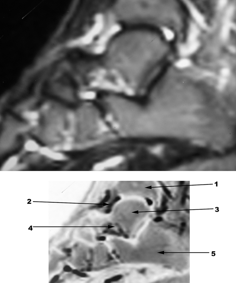 Special Imaging Studies