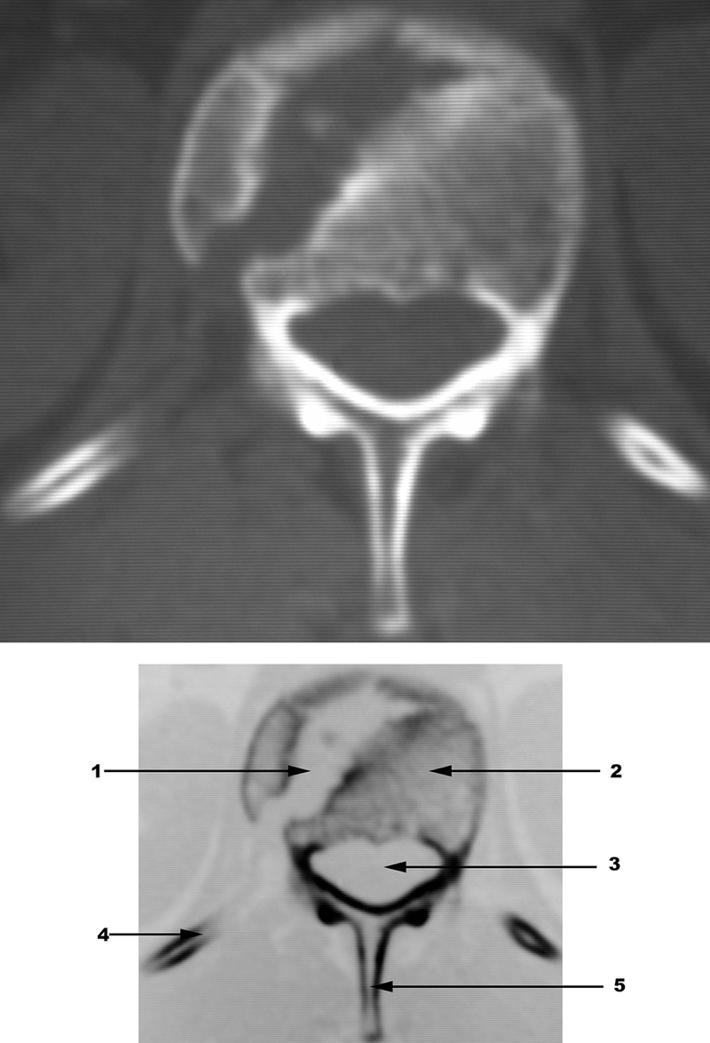 Special Imaging Studies