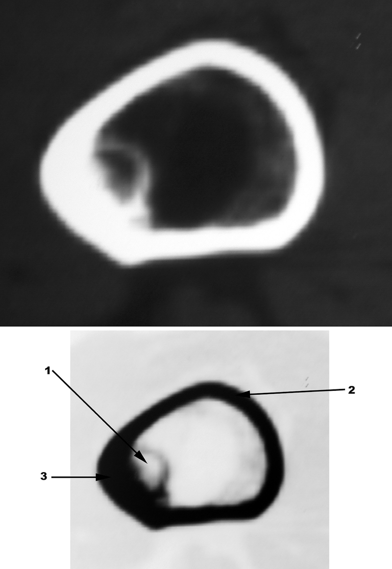 Special Imaging Studies
