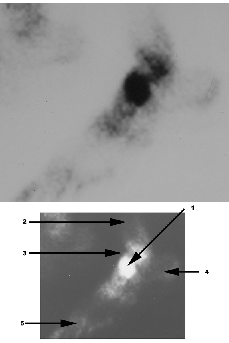 Special Imaging Studies