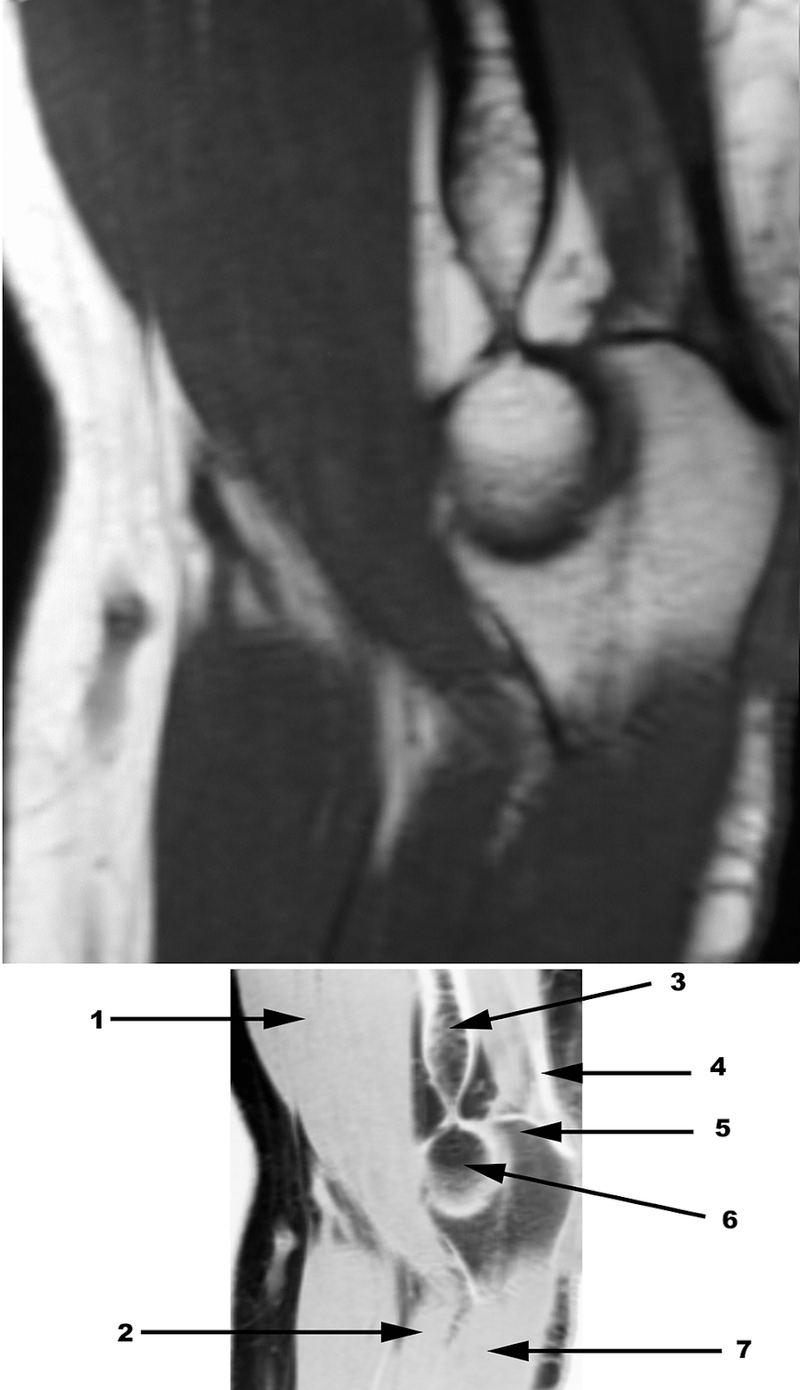 Special Imaging Studies